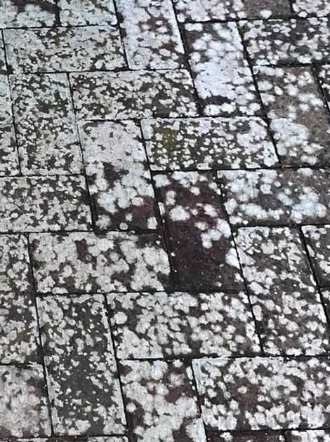 Pflasterfläche vor der Reinigung – dicht mit Flechten und Moos bewachsen
